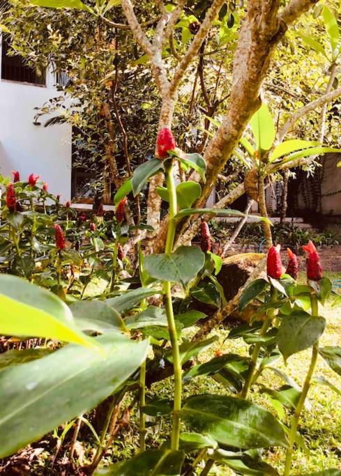 Goddess Kandy Dış mekan fotoğraf