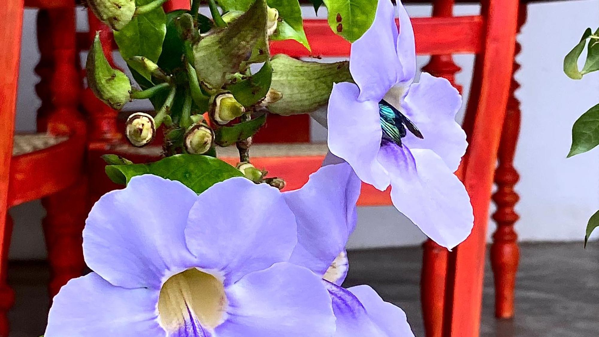 Goddess Kandy Dış mekan fotoğraf